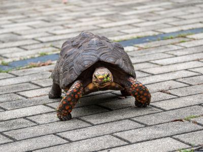 Tartaruga de porte médio andando em estacionamento