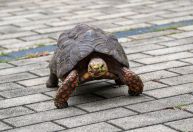 Tartarugas são sensíveis a variações ambientais e ; entenda