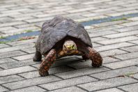 Tartarugas são sensíveis a variações ambientais e ; entenda