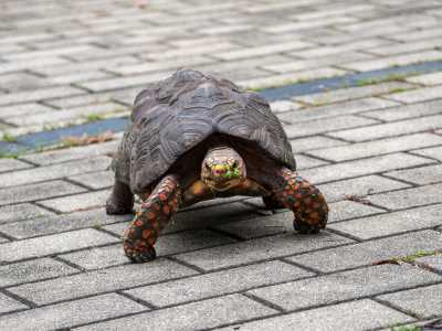 Tartaruga de porte médio andando em estacionamento