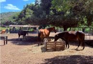 Prefeitura disponibiliza cavalos resgatados para adoção responsável