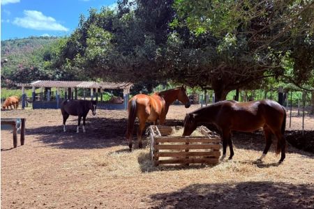 Prefeitura disponibiliza cavalos resgatados para adoção responsável