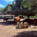 Prefeitura disponibiliza cavalos resgatados para adoção responsável