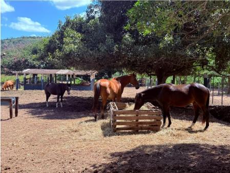 Dois cavalos marrons, com pelo brilhante, se alimentam no sol