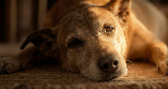 Cachorro grande de cor caramelo deitado, foto com close no rosto do cachorro