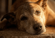 Campanha sobre morte assistida usa eutanásia animal para provocar debate