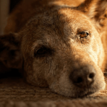 Campanha sobre morte assistida usa eutanásia animal para provocar debate