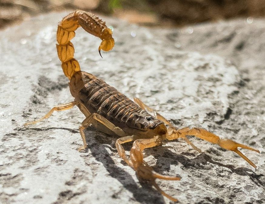 Sul da Bahia, norte de Minas e noroeste paulista lideram risco de picadas de escorpião
