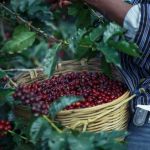 Varginha sedia fórum regional sobre cultura do café nesta quinta