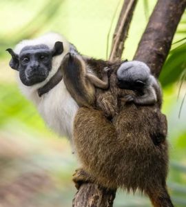 Fêmea de primata sauim de coleira e dois filhotinhos pendurados em suas costas
