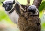 Filhotes de primata criticamente ameaçado nascem no Zoológico de São Paulo