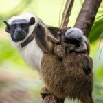 Filhotes de primata criticamente ameaçado nascem no Zoológico de São Paulo