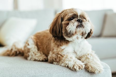 Cachorro da raça shih tzu, com pelagem branca e marrom, deitado no sofá branco e olhando para cima