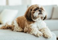 Guarda compartilhada de pets exige cuidados com alimentação e rotina; saiba mais