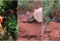 Vídeo: sucuri é encontrada em quintal de casa no interior de Minas