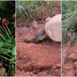 Vídeo: sucuri é encontrada em quintal de casa no interior de Minas