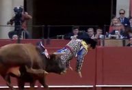 Vídeo: ‘rei dos toureiros’, o matador é atingido com chifrada no reto na Espanha 