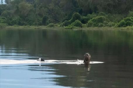 Lontra gigante nada em rio na região do Chaco argentino