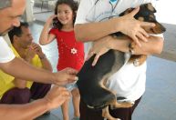 Vacinação emergencial contra raiva é iniciada em Montes Claros