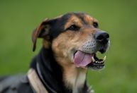 Saiba como fazer da guarda compartilhada uma experiência positiva para o pet