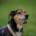 Alckmin sanciona lei que define regras para guarda compartilhada de animais