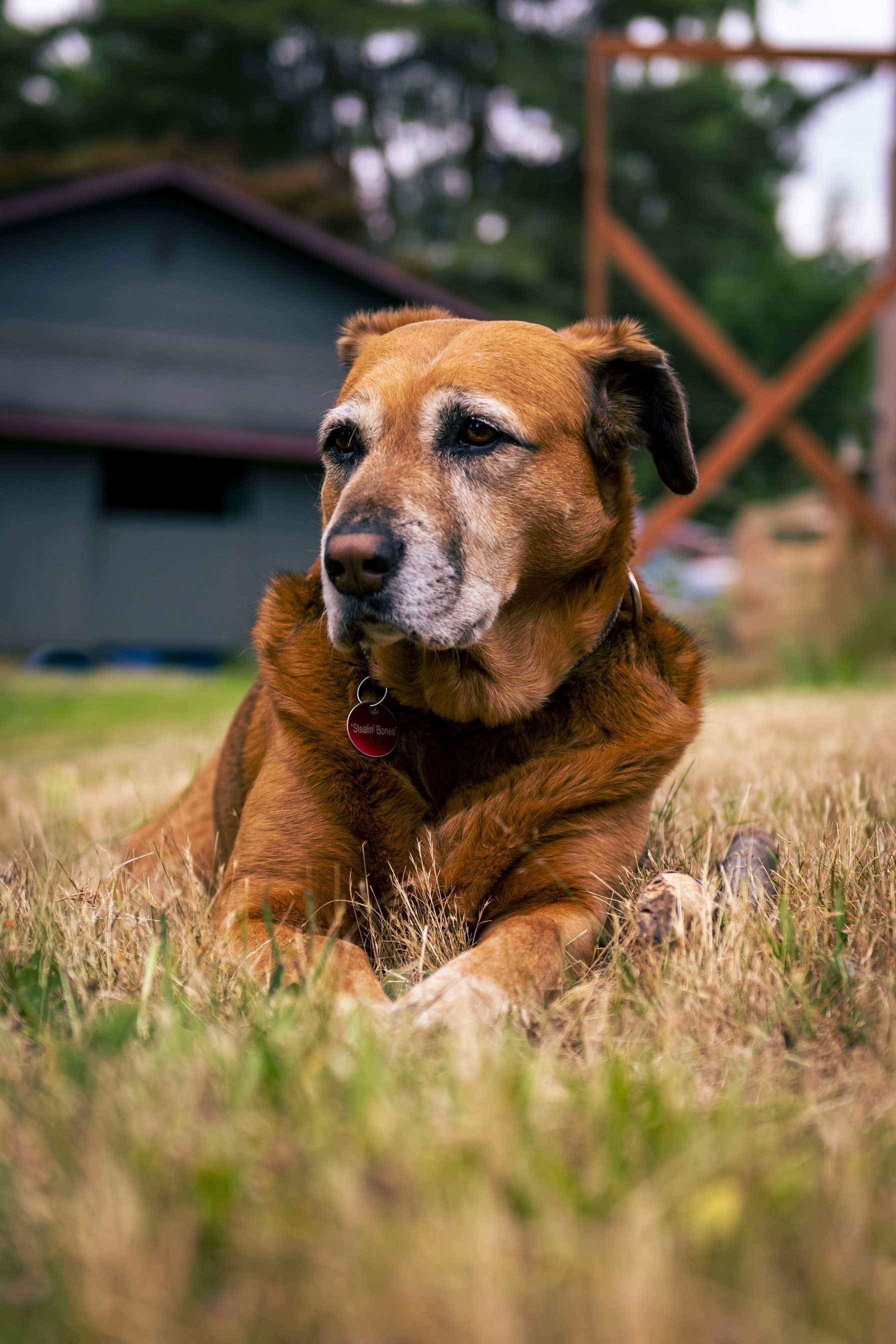 Por que as dores em pets idosos aumentam no frio? Saiba como aliviá-las