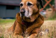 5 mudanças de comportamento que podem indicar envelhecimento dos pets