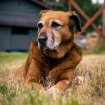 5 mudanças de comportamento que podem indicar envelhecimento dos pets