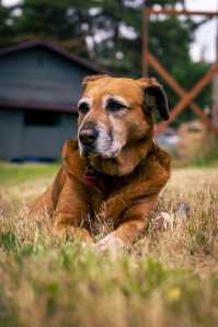 Cachorro grande e marrom deitado na grama em frente a uma casa