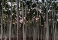 Empresários são condenados a pagar R$ 100 mil por danos de agrotóxico em fazenda de MG