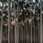 Empresários são condenados a pagar R$ 100 mil por danos de agrotóxico em fazenda de MG