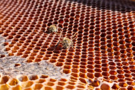 Mudanças climáticas ameaçam reduzir em 38% área para abelhas na Bacia do Rio Doce
