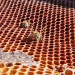 Mudanças climáticas ameaçam reduzir em 38% área para abelhas na Bacia do Rio Doce