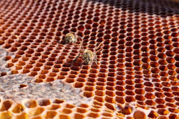 Mudanças climáticas ameaçam reduzir em 38% área para abelhas na Bacia do Rio Doce