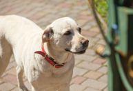 Maioria dos pets adotados no Brasil vem de resgates de rua, aponta pesquisa