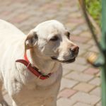 Maioria dos pets adotados no Brasil vem de resgates de rua, aponta pesquisa