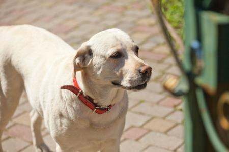Cachorro branco idoso com coleira vermelha