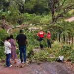 Chuva derruba árvores e bloqueia estradas rurais em Andradas