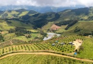 Produção de azeite dobra na Mantiqueira e conquista prêmios pelo mundo