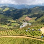Produção de azeite dobra na Mantiqueira e conquista prêmios pelo mundo