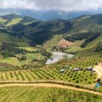 Produção de azeite dobra na Mantiqueira e conquista prêmios pelo mundo
