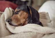 Onde os cães devem dormir no frio? Veterinários explicam como proteger o pet no inverno