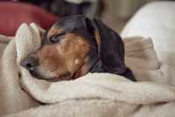 Onde os cães devem dormir no frio? Veterinários explicam como proteger o pet no inverno
