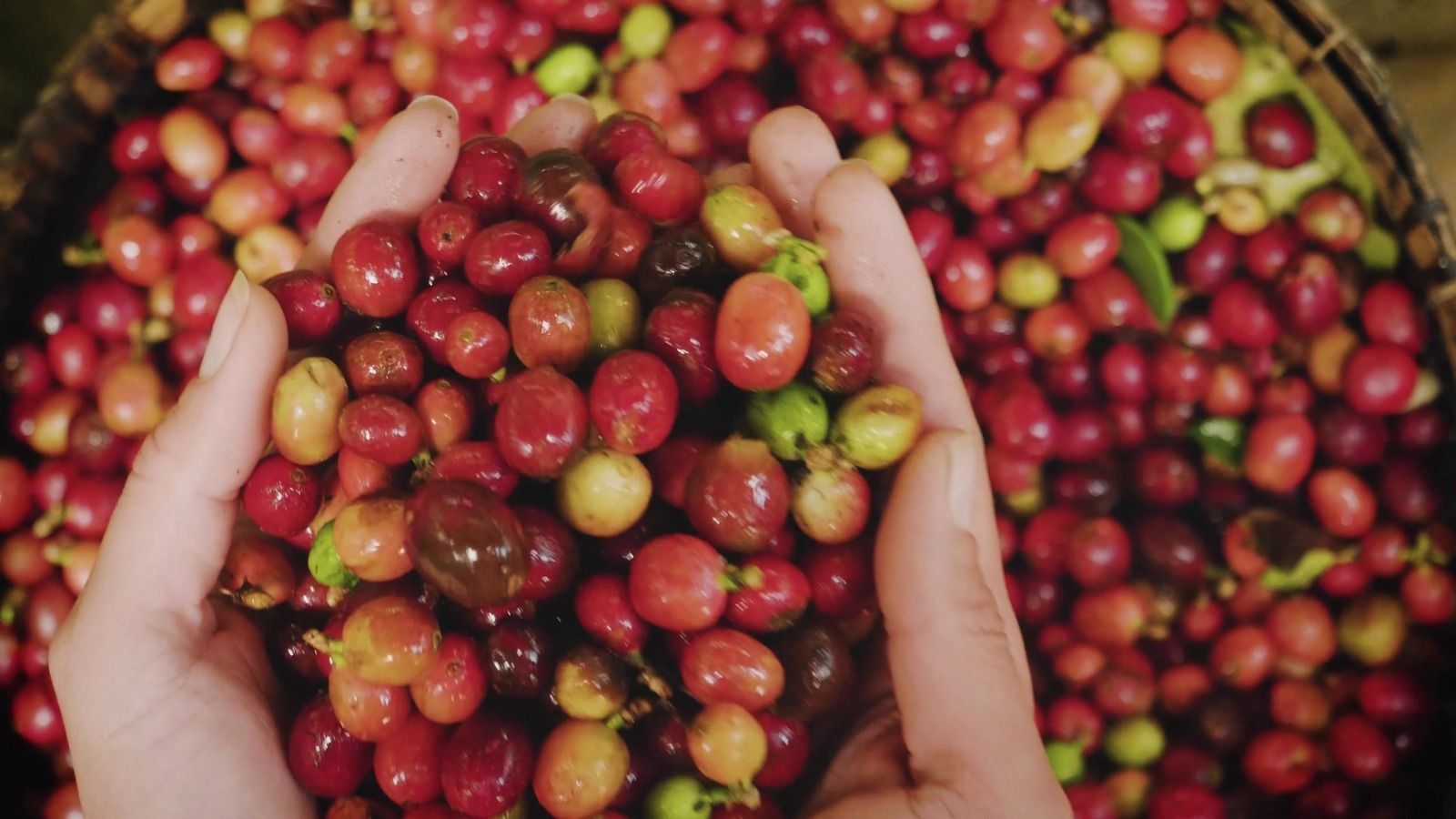 Documentário resgata o início da cafeicultura em Machado