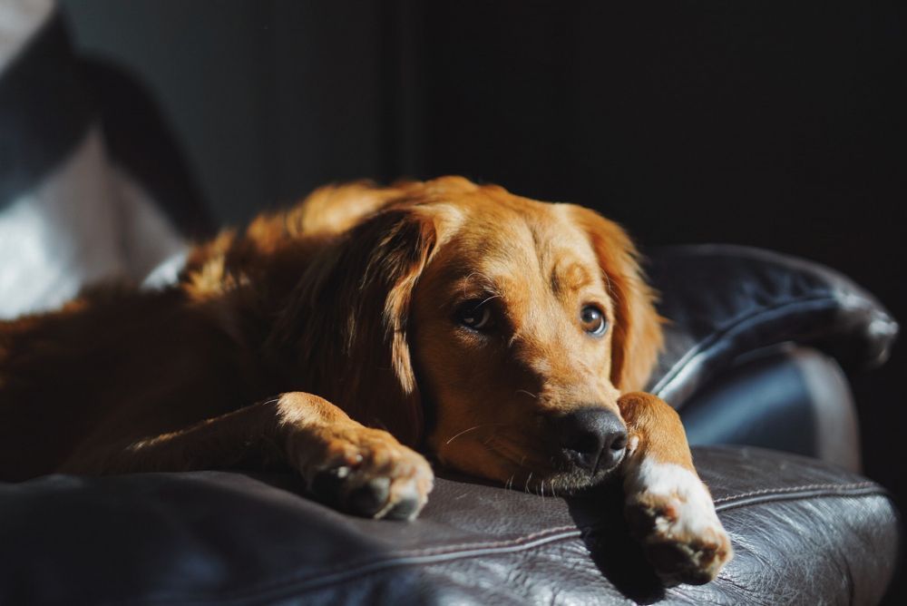 Depressão em cães e gatos: 10 sinais que podem indicar sofrimento emocional nos pets