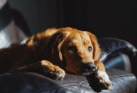 Depressão em cães e gatos: 10 sinais que podem indicar sofrimento emocional nos pets