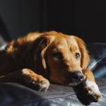 Os sinais silenciosos que indicam que seu cachorro pode estar sentindo dor