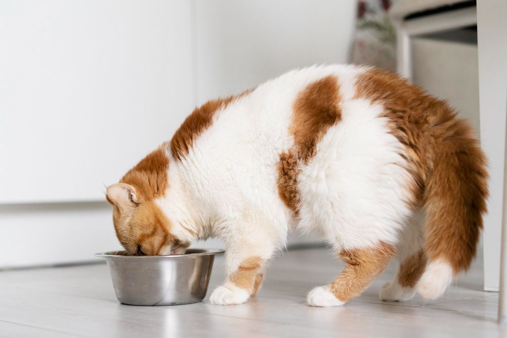Gato acima do peso pode ter até cinco vezes mais risco de diabetes, alertam especialistas