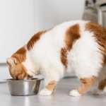 Gato acima do peso pode ter até cinco vezes mais risco de diabetes, alertam especialistas