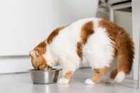 Gato acima do peso pode ter até cinco vezes mais risco de diabetes, alertam especialistas